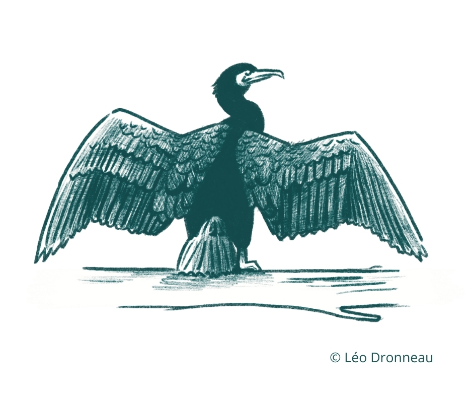 @Léo Dronneau